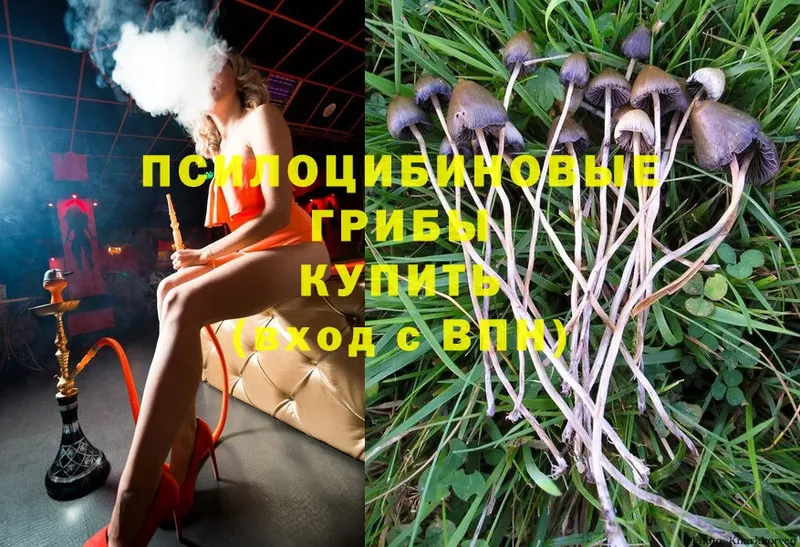 Псилоцибиновые грибы Psilocybe  наркотики  Орехово-Зуево 